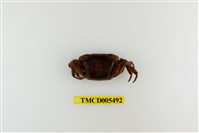 藏品(奧氏後相手蟹)的圖片